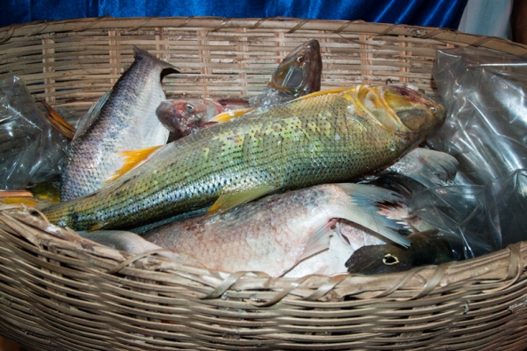 Peixes ofertados pelos pescadores de Remanso. Último dia de Novena de Nossa Senhora do Rosário.